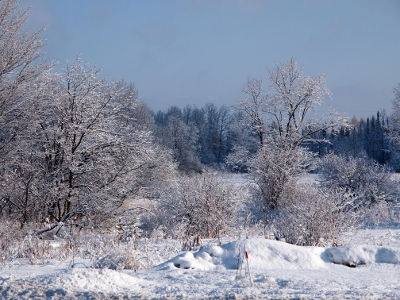 [A row of snow covered tree and bush branches beside a snow covered expanse just beside the road unseen in the foreground. An open snow covered field can be seen beyond the trees.]